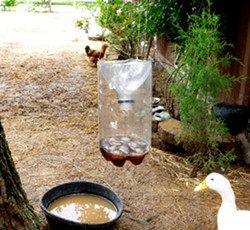 Homemade fly trap hangs on the chicken farm